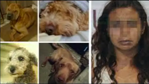 Detenida por vender carne de perro en Puebla | Los mataba y los hac&iacute;a en "tacos" 