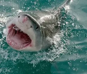 Adolescente es atacado por tiburón blanco mientras pescaba con su padre en Australia