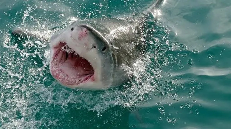 Adolescente es atacado por tiburón blanco mientras pescaba con su padre en Australia Adolescente es atacado por tiburón blanco mientras pescaba con su padre en Australia