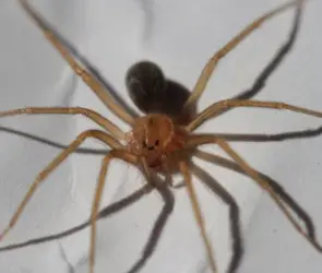 ¿Te puedes morir si una araña violinista te muerde? Esto debes de saber
