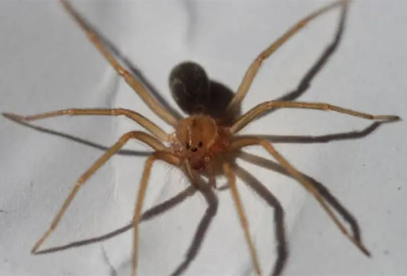 Si tuviste un encuentro con este animal deber&iacute;as de saber esto