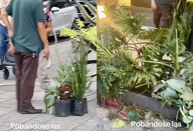 Joven indignada porque se llevan flores de exposici&oacute;n en Polanco: Vean a las se&ntilde;oras