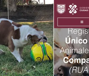 CURP para mascotas: ¿Cómo descargar gratis el RUAC en tu celular?