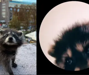 Cuál es el origen de ´Pedro, Pedro, Pedro´ el mapache que se volvió viral en TikTok