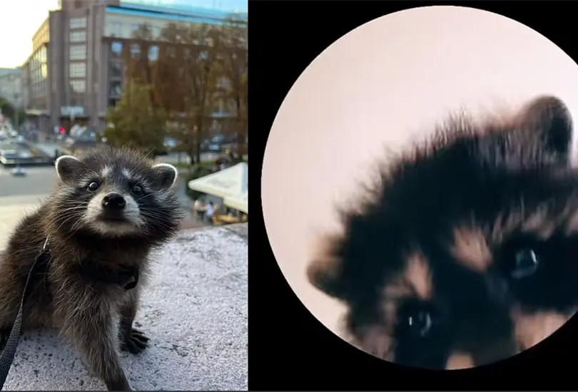 Cu&aacute;l es el origen de &acute;Pedro, Pedro, Pedro&acute; el mapache que se volvi&oacute; viral en TikTok