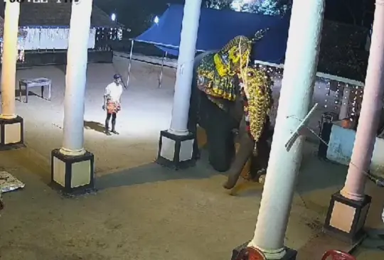 Elefante aplasta a hombre en un show Elefante aplasta a hombre en un show