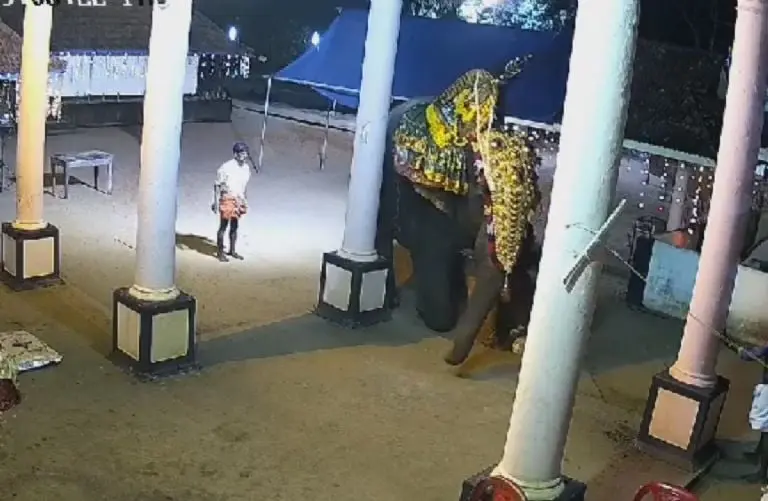 Elefante aplasta a domador (Redes sociales)