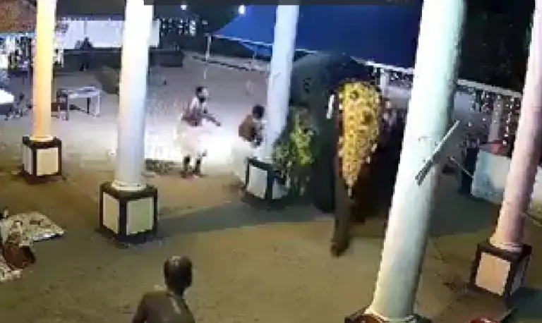 Elefante aplasta a hombre en espectáculo (X)
