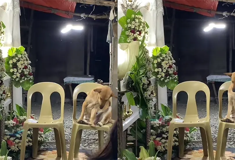 Perrito se hace viral al quedarse dormido tras velar a su dueña en el funeral | VIDEO Perrito se hace viral al quedarse dormido tras velar a su dueña en el funeral | VIDEO