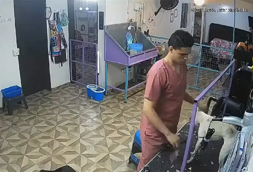 Empleado de est&eacute;tica canina golpea brutalmente a perrito y muere en Le&oacute;n