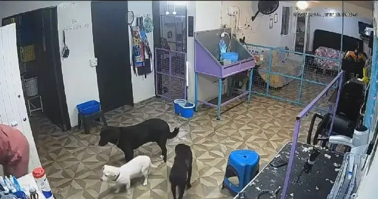 Empleado de estética canina golpea brutalmente a perrito y muere en León - Especial