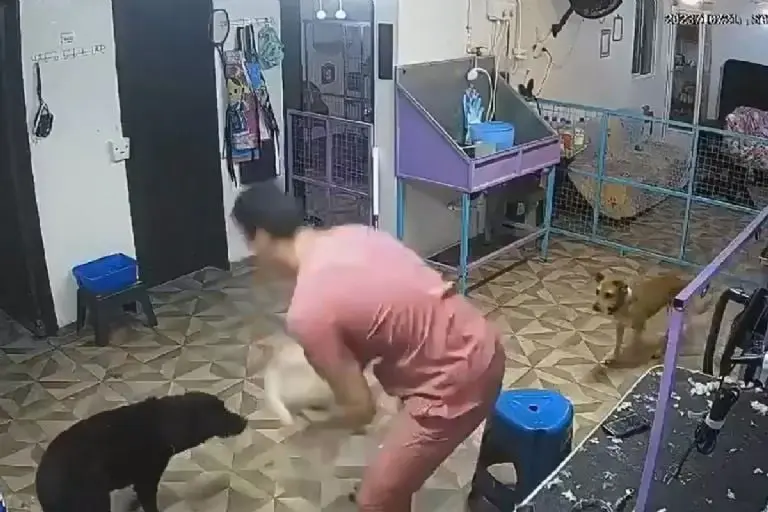Empleado de estética canina golpea brutalmente a perrito y muere en León - Especial