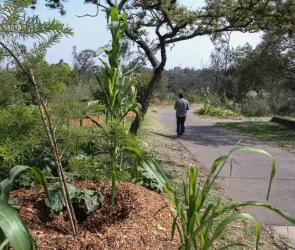 Plantas que ayudan a absorber el calor y a mantener un ambiente fresco en tu hogar
