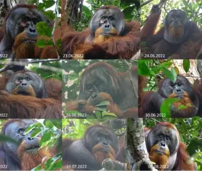 VIDEO: descubren a un orangután que fabricó su medicina y se curó a sí mismo
