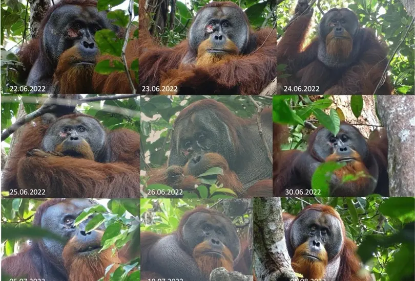 Rakus, el orangut&aacute;n que se cur&oacute; solo fabricando su medicina.