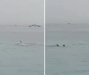 Imágenes sensibles: Captan el momento exacto en el que tiburón se come a joven mientras nadaba