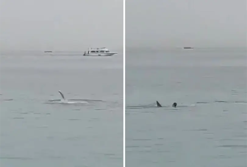 Tibur&oacute;n ataca a joven mientras nadaba. 