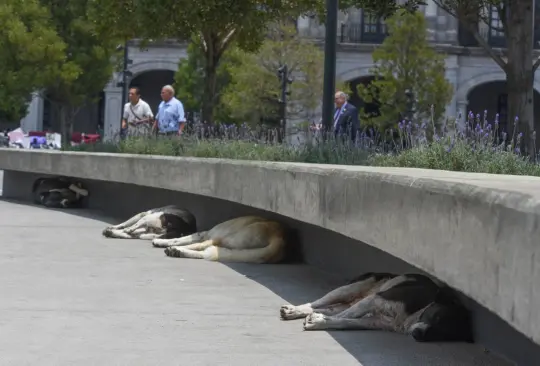 Ante la fuerte ola de calor es importante brindar agua y cuidados a tus mascotas