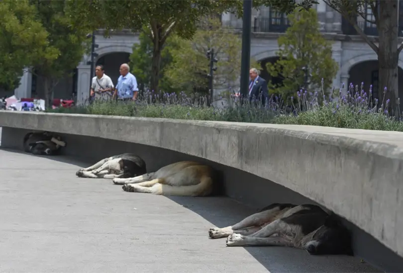 Ante la fuerte ola de calor es importante brindar agua y cuidados a tus mascotas