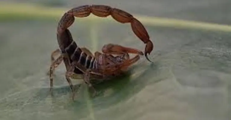 Temporada de alacranes | Foto: Wikimedia