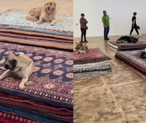 Performance con "perros fingiendo estar muertos" del Museo Tamayo genera polémica en redes; Secretaría de Cultura pide no repetirlo
