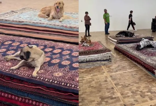 La exposición Casts de la artista danesa Nina Beier en el Museo Tamayo generó controversia por incluir un performance donde participan perros fingiendo estar muertos