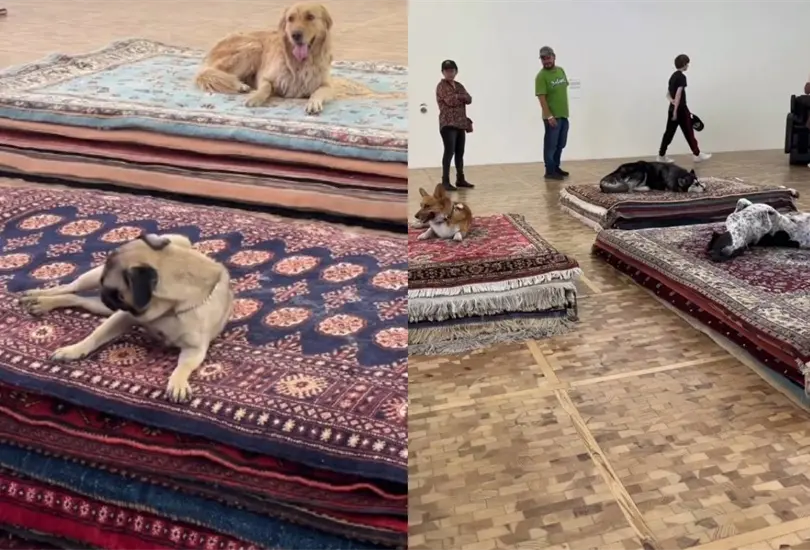 La exposici&oacute;n Casts de la artista danesa Nina Beier en el Museo Tamayo gener&oacute; controversia por incluir un performance donde participan perros fingiendo estar muertos