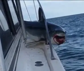 "¡Oh, Dios mío!": Enorme tiburón salta a un bote lleno de pescadores