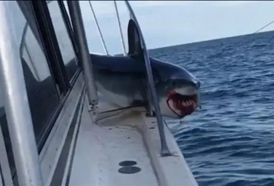 Un tiburón Mako se subió a un bote de pesca.