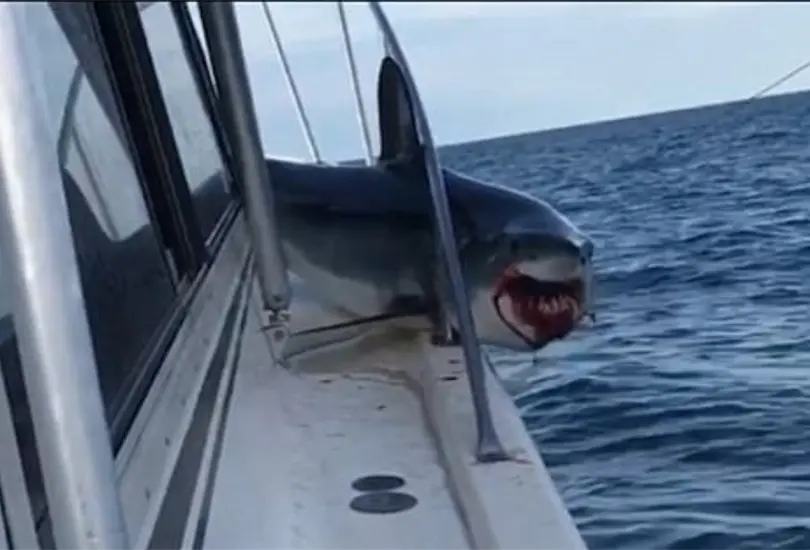 Un tibur&oacute;n Mako se subi&oacute; a un bote de pesca.