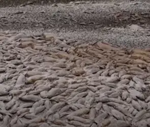 ESCALOFRIANTE: Miles de peces aparecen muertos en laguna de Chihuahua por sequía