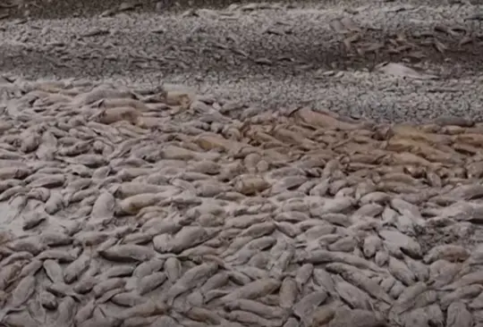 Miles de peces fueron encontrados muertos en la superficie de la Laguna de Bustillos