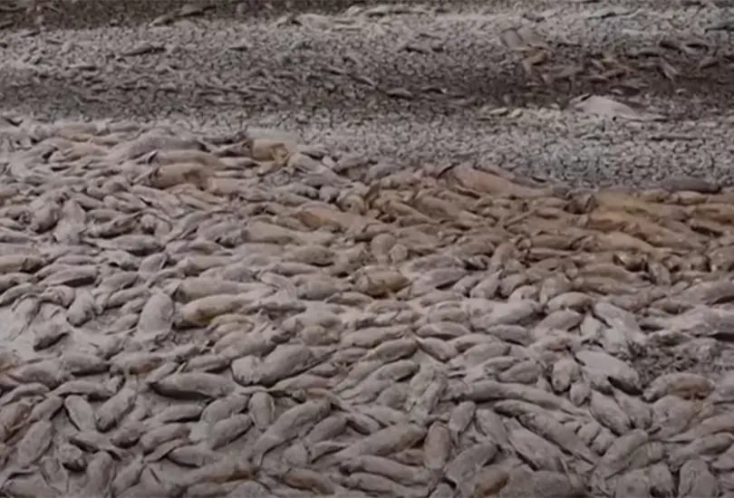 Miles de peces fueron encontrados muertos en la superficie de la Laguna de Bustillos