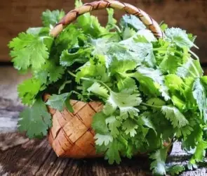 Adiós a los taquitos con todo: subió de precio del cilantro por el calor y la larga sequía