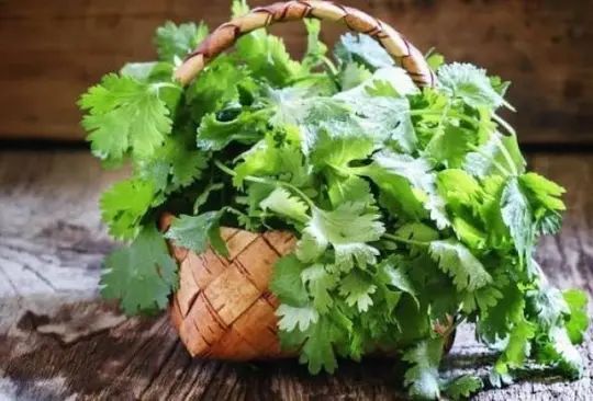 Adiós a los taquitos con todo: subió de precio del cilantro por el calor y la larga sequía