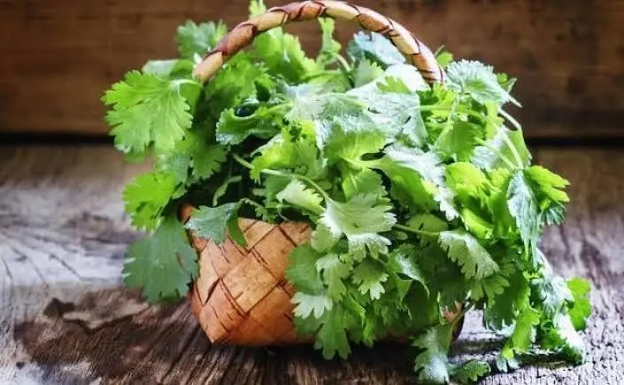 Adi&oacute;s a los taquitos con todo: subi&oacute; de precio del cilantro por el calor y la larga sequ&iacute;a