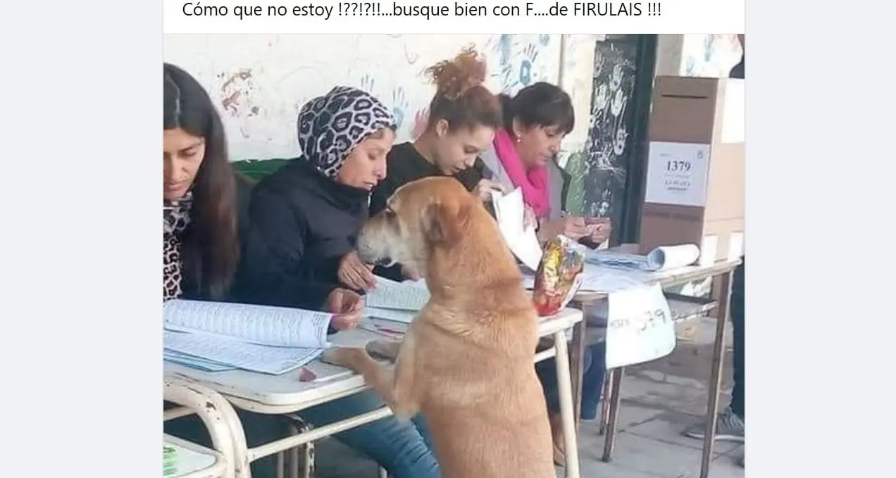 Firulais también quería votar