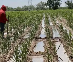 Daños severos en cultivos de hierbabuena y cilantro en Yucatán por lluvias; temor por alza de precios