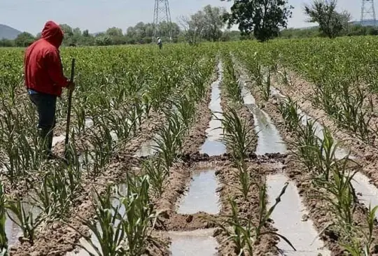 Daños severos en cultivos de hierbabuena y cilantro en Yucatán por lluvias; temor por alza de precios