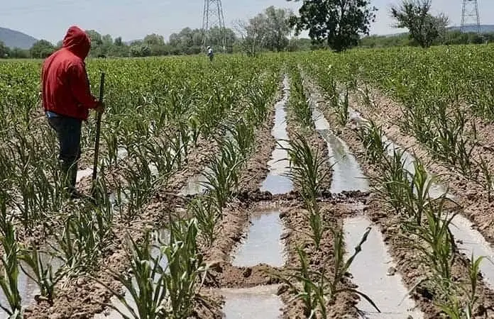 Da&ntilde;os severos en cultivos de hierbabuena y cilantro en Yucat&aacute;n por lluvias; temor por alza de precios