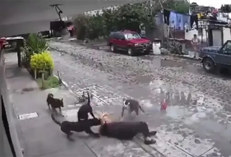 Jaur&iacute;a de perros ataca a una mujer en Quer&eacute;taro 