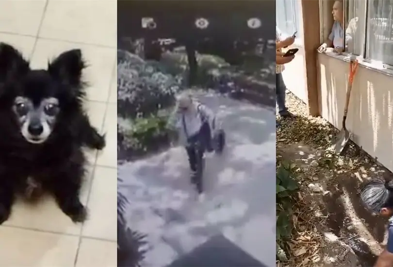 Exigen justicia por Moni: Vecina secuestra, tortura y entierra a perrita frente a su casa en Coyoac&aacute;n