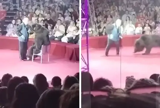 Oso ataca a domador de circo Oso ataca a domador de circo