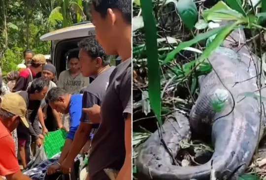 Los lugareños abrieron a la serpiente con un machete y la sacaron completamente vestida Los lugareños abrieron a la serpiente con un machete y la sacaron completamente vestida