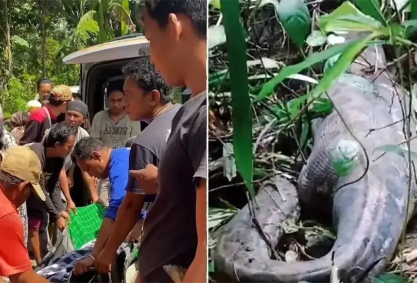 Los lugareños abrieron a la serpiente con un machete y la sacaron completamente vestida Los lugareños abrieron a la serpiente con un machete y la sacaron completamente vestida