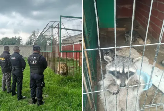 Así era el zoológico clandestino que autoridades desmantelaron en Zinacantepec