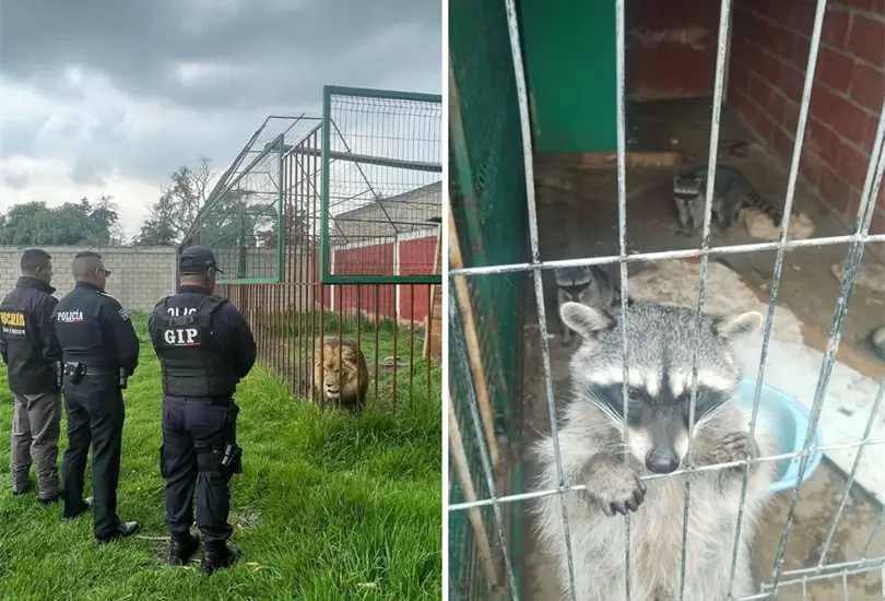 As&iacute; era el zool&oacute;gico clandestino que autoridades desmantelaron en Zinacantepec
