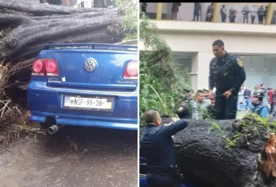 El bebé quedó atrapado en un automóvil aplastado por un árbol; así fue rescatado 