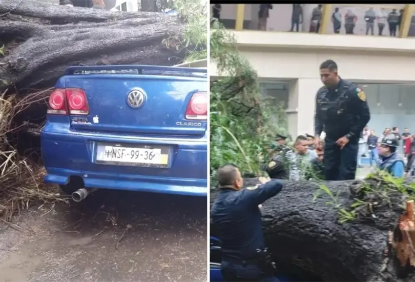 El beb&eacute; qued&oacute; atrapado en un autom&oacute;vil aplastado por un &aacute;rbol; as&iacute; fue rescatado 