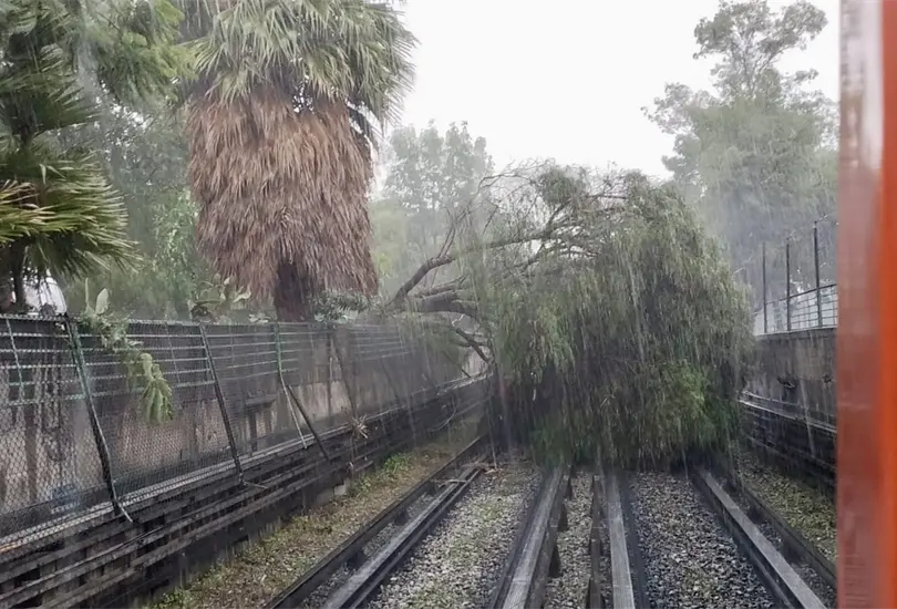 Caos por INTENSAS LLUVIAS en CDMX: autoridades activan Alerta Amarilla; cae árbol en la Línea 5 Caos por INTENSAS LLUVIAS en CDMX: autoridades activan Alerta Amarilla; cae árbol en la Línea 5